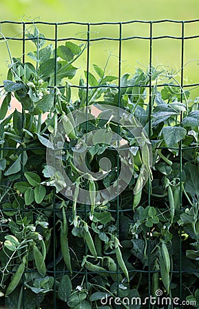 Pea plant Stock Photo