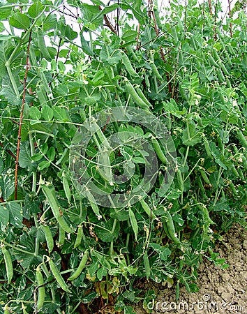 Pea plant Stock Photo