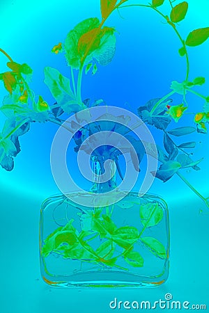 Pea plant in bottle in infrared light Stock Photo