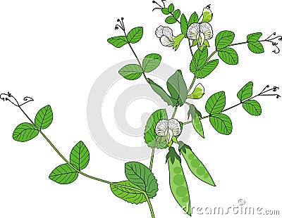 Pea plant with fruits, green leaves and flowers isolated on white background Stock Photo