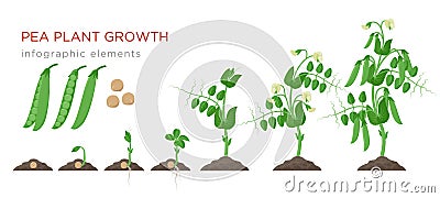 Pea plant growth stages infographic elements in flat design. Planting process of peas from seeds sprout to ripe Vector Illustration