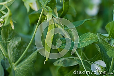 A pea plant with leaves. tendrils, pods Stock Photo