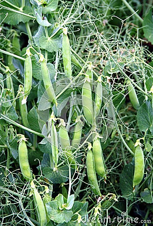 Pea plant legume Stock Photo