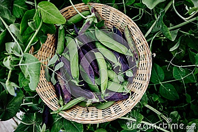 Pea pods. Green and purple sweet pea pods in basket in the garden Stock Photo