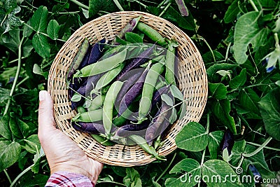 Pea pods. Green and purple sweet pea pods in basket in the garden Stock Photo