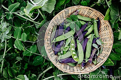 Pea pods. Green and purple sweet pea pods in basket in the garden Stock Photo