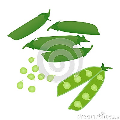 Pea pods and open peas in pod. Vector Illustration