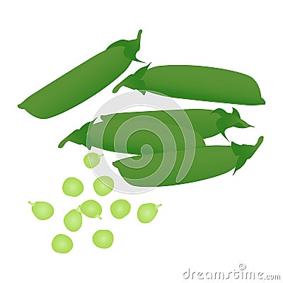 Pea pods and peas on white background. Vector Illustration