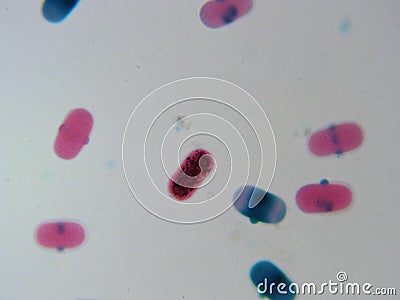 Pea Pollen 400x Germinating Pink and Blue Stock Photo