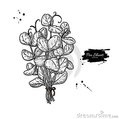 Pea shoots bunch vector. Vegetable engraved style illustration of baby plant with leaves. Vector Illustration