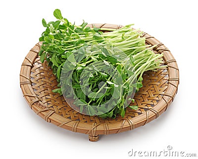 Pea shoots, chinese vegetable Stock Photo