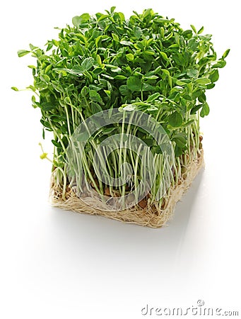 Pea shoots, chinese vegetable Stock Photo