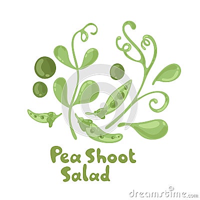 Pea shoots vector vegetable illustration. Pea shoots salad ingredient. Botanical drawing. Farm market product. Isolated Vector Illustration