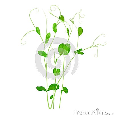 Pea sprouts vector stock illustration. Micro-green. Legume plants. Sprouted shoots with green leaves. Vector Illustration