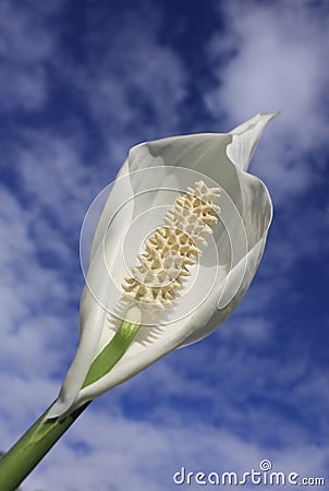 Spathiphyllum are commonly known as spath or peace lilies. Stock Photo