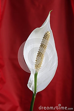 Peace lilly on a red background Stock Photo