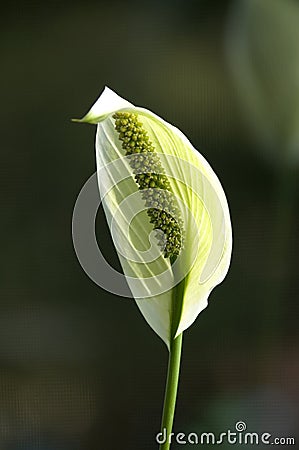 Peace Lilly Stock Photo