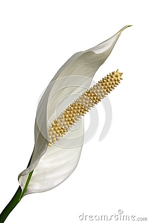 Peace lilly on white background Stock Photo