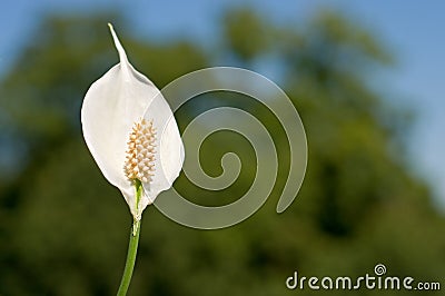 Peace lily Stock Photo