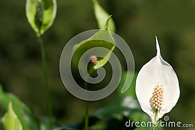 Peace lily Stock Photo