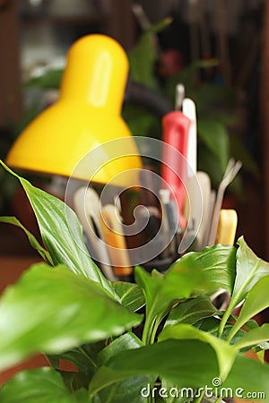 Peace lily on blurred background Stock Photo