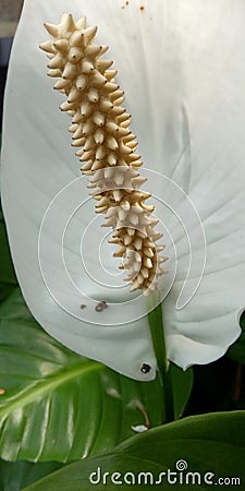 peace lily flower Stock Photo