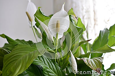 Peace lily flower Stock Photo