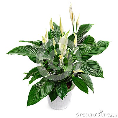 Peace lily houseplant isolated on white Stock Photo