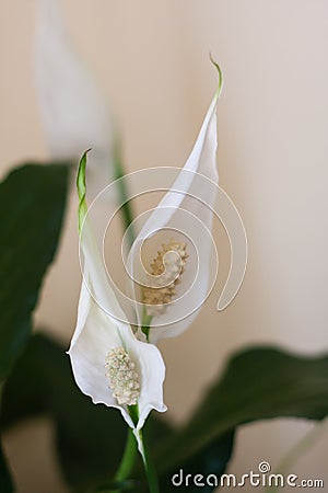 Peace lily indoor plant Stock Photo