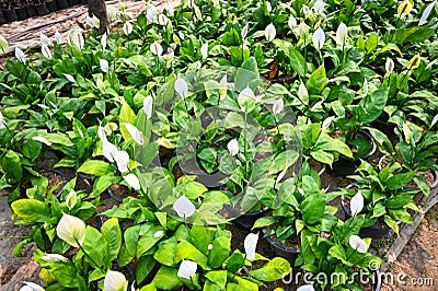Peace lily seedling bag in the garden for planting for decorative houseplant spathiphyllum wallisii commonly known as peace lily Stock Photo