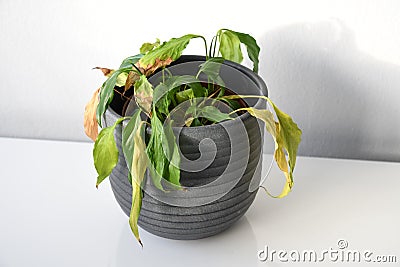 Peace lily in dry soil which needs water Stock Photo