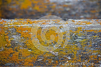 Peace of old wood covered with yellow moss Stock Photo