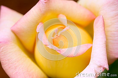 Peace Rose Stock Photo