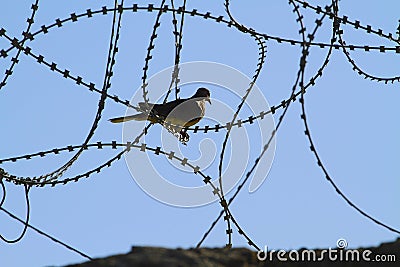 Peace and war Stock Photo