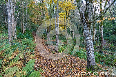 peaceful Autumn scene looking up a forest path Stock Photo