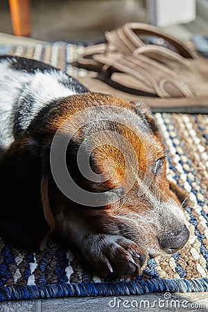 Peaceful Beagle Puppy Resting on Woven Rug in Sunlight Stock Photo