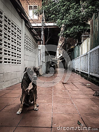 Stray dog in Bangkok. Stock Photo