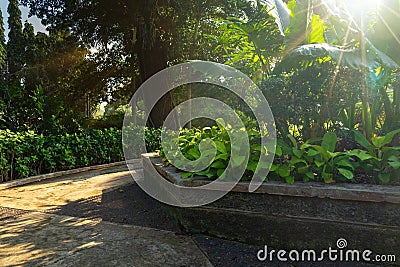 Peaceful Corner of Outdoor Park or Garden in The Morning After Sunrise with Sun Beam or Flare Glowing Through The Green Leaves Can Stock Photo
