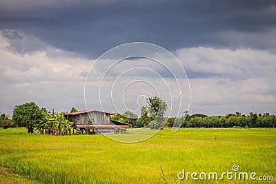 A peaceful cottage on green rice farm with dark stormy sky background. Tranquilly green rice field and farmer hut under calm sky Stock Photo