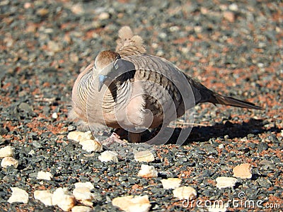 Peaceful dove trying to get a feed Stock Photo