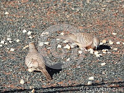 Peaceful doves trying to get a feed Stock Photo