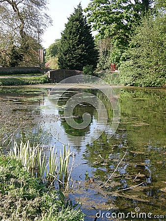 A Peaceful Duck Pond by a Bridge Stock Photo