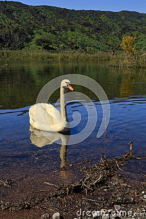 White Swan lake California Stock Photo