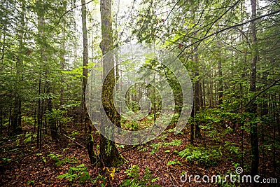 Peaceful Forest Stock Photo