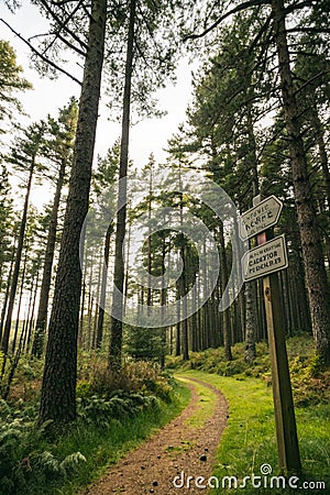 Forest trees with marker showing path Stock Photo