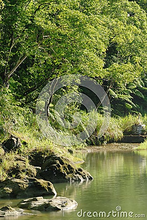 Peaceful forest with river Stock Photo