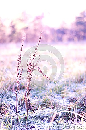 Peaceful frost Stock Photo