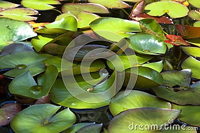 Peaceful garden. nenuphar Stock Photo