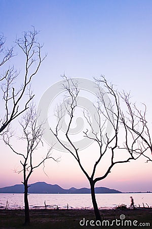 A peaceful lakeside at sunset, unidentified male walking in the lined of leafless tree trunks. Abstract shape of branches of trees Stock Photo