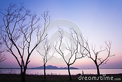 A peaceful lakeside at sunset, unidentified male walking in the lined of leafless tree trunks. Abstract shape of branches of trees Stock Photo